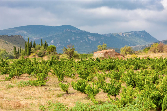 wine field