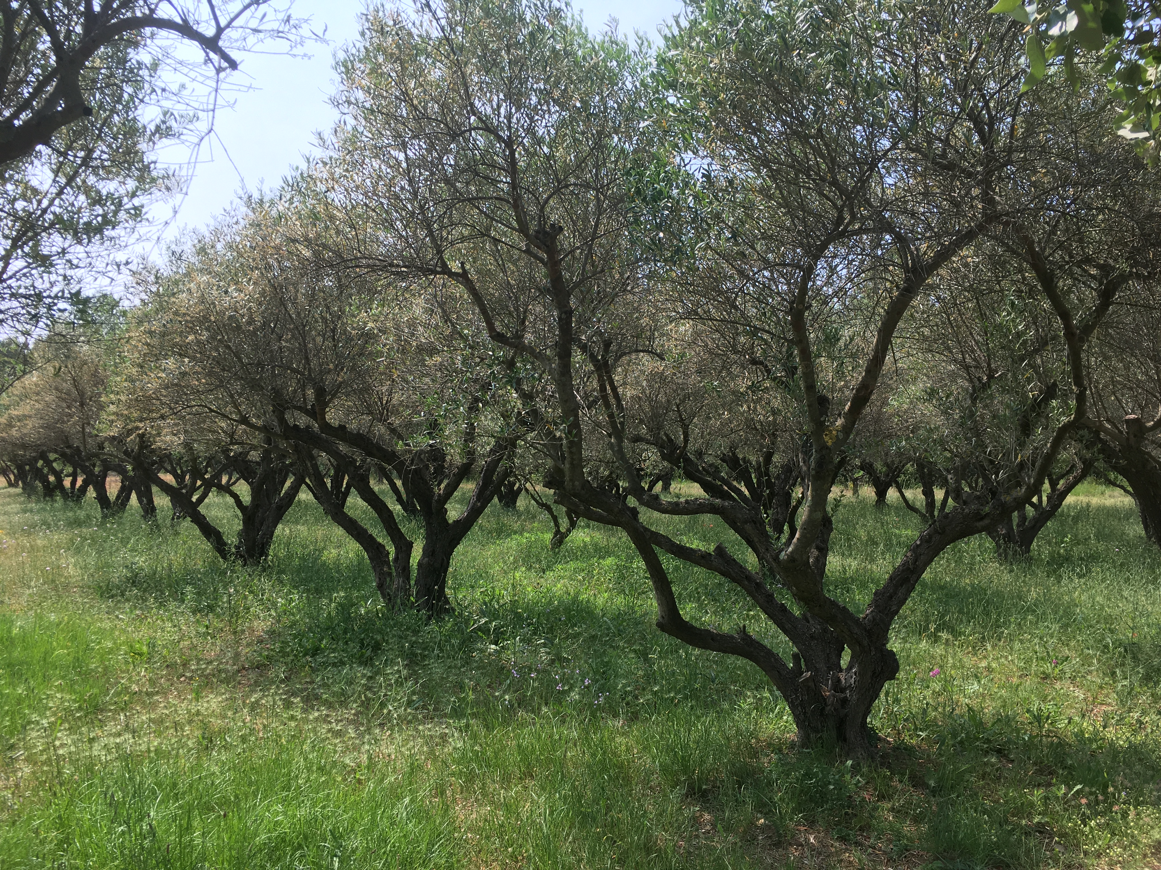 vineyard